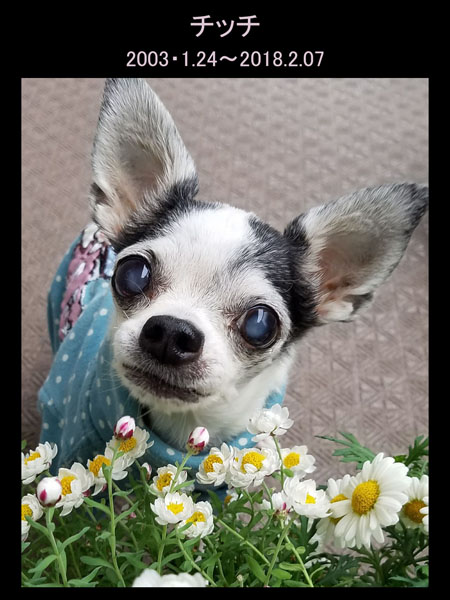 Kazuko Ogawa �S�X���� �S�V�b�N �����[�^ �f�U�C�i�[