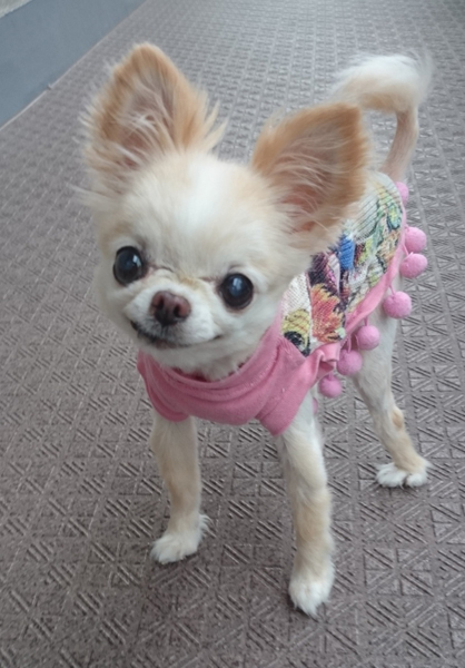 Kazuko Ogawa �S�X���� �S�V�b�N �����[�^ �f�U�C�i�[