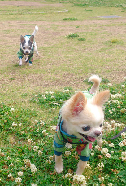 Kazuko Ogawa �S�X���� �S�V�b�N �����[�^ �f�U�C�i�[