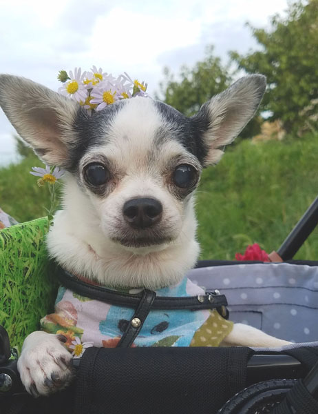 Kazuko Ogawa �S�X���� �S�V�b�N �����[�^ �f�U�C�i�[