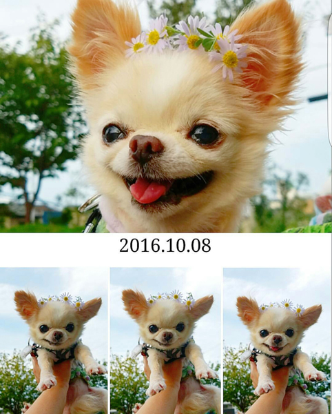 Kazuko Ogawa �S�X���� �S�V�b�N �����[�^ �f�U�C�i�[