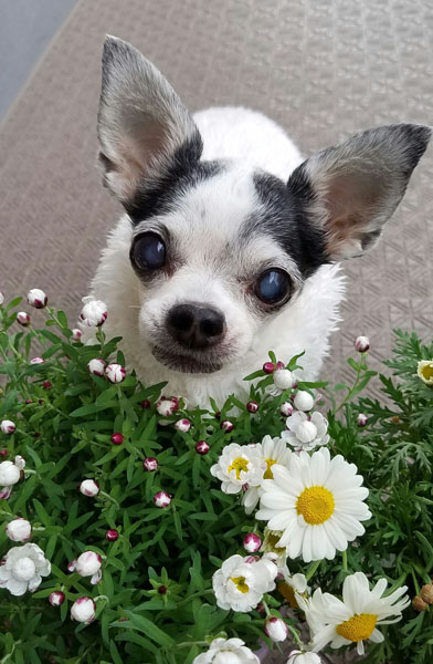 Kazuko Ogawa �S�X���� �S�V�b�N �����[�^ �f�U�C�i�[