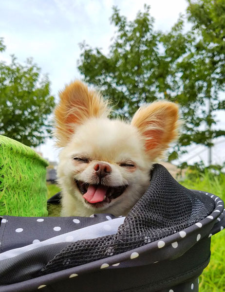 Kazuko Ogawa �S�X���� �S�V�b�N �����[�^ �f�U�C�i�[