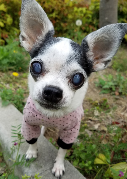 Kazuko Ogawa �S�X���� �S�V�b�N �����[�^ �f�U�C�i�[