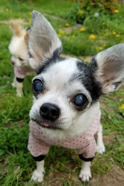 Kazuko Ogawa �S�X���� �S�V�b�N �����[�^ �f�U�C�i�[