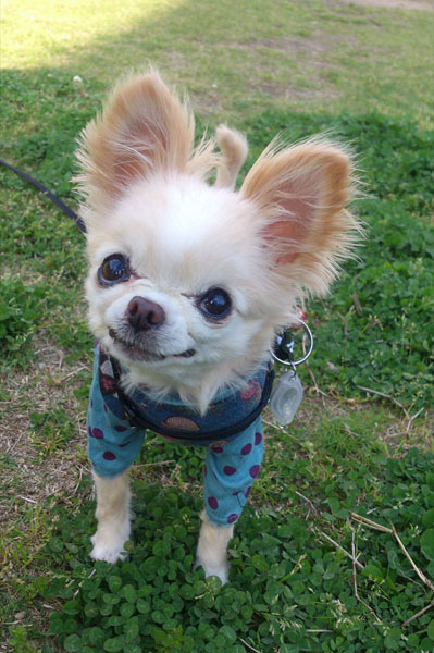 Kazuko Ogawa �S�X���� �S�V�b�N �����[�^ �f�U�C�i�[