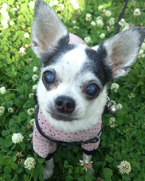 Kazuko Ogawa �S�X���� �S�V�b�N �����[�^ �f�U�C�i�[