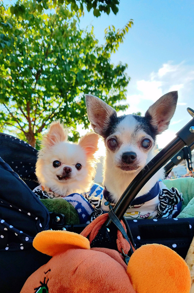 Kazuko Ogawa �S�X���� �S�V�b�N �����[�^ �f�U�C�i�[