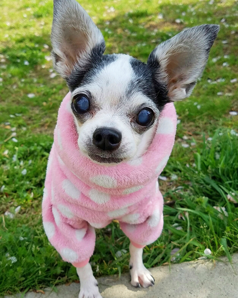 Kazuko Ogawa �S�X���� �S�V�b�N �����[�^ �f�U�C�i�[