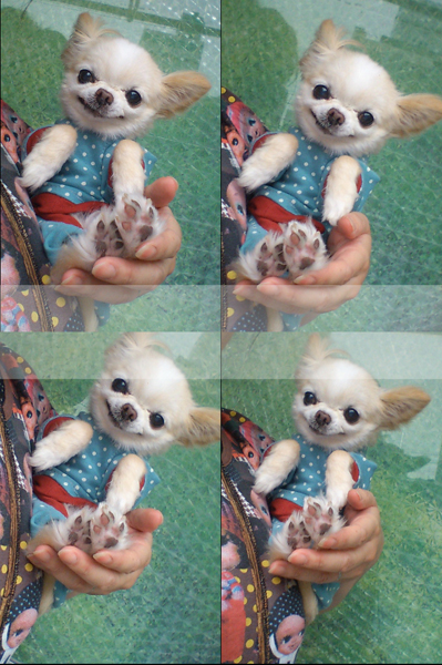 Kazuko Ogawa �S�X���� �S�V�b�N �����[�^ �f�U�C�i�[