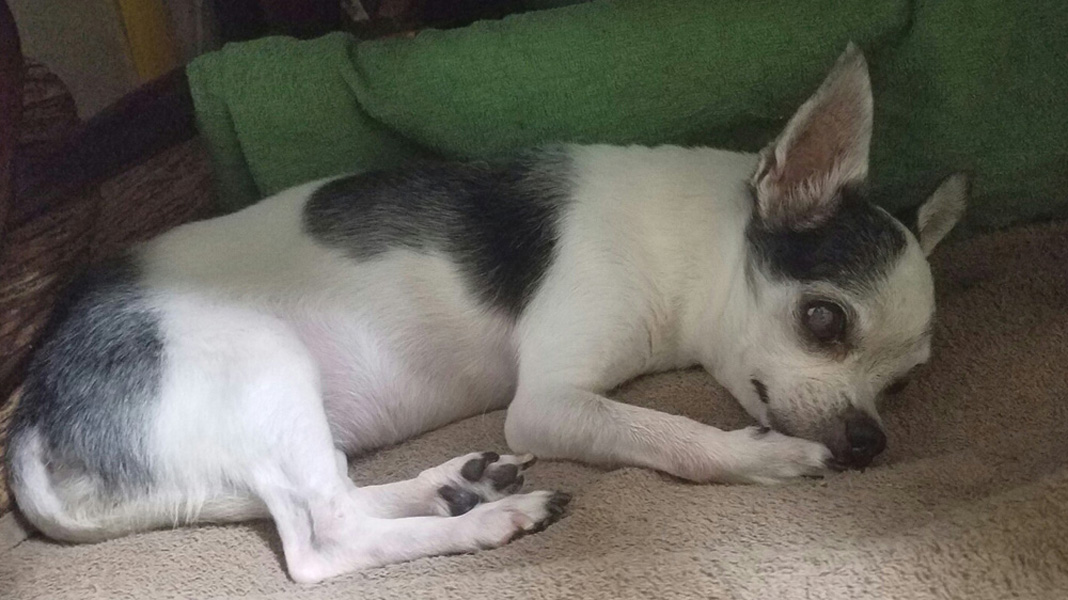 Kazuko Ogawa �S�X���� �S�V�b�N �����[�^ �f�U�C�i�[