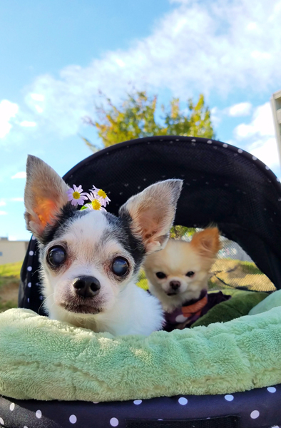 Kazuko Ogawa �S�X���� �S�V�b�N �����[�^ �f�U�C�i�[