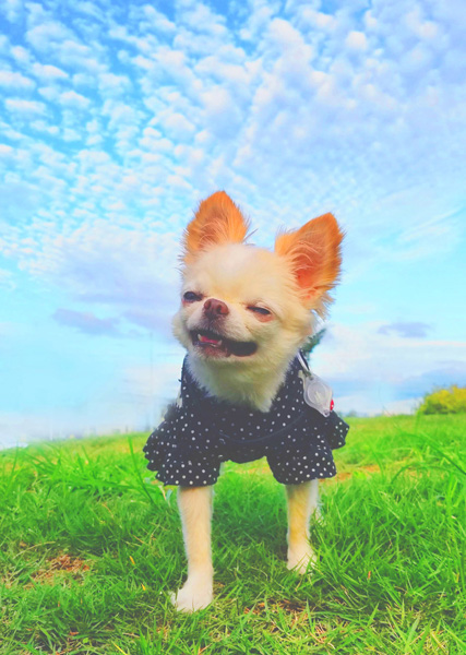 Kazuko Ogawa �S�X���� �S�V�b�N �����[�^ �f�U�C�i�[