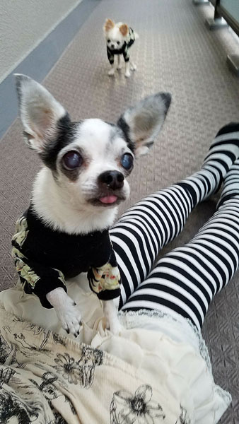 Kazuko Ogawa �S�X���� �S�V�b�N �����[�^ �f�U�C�i�[