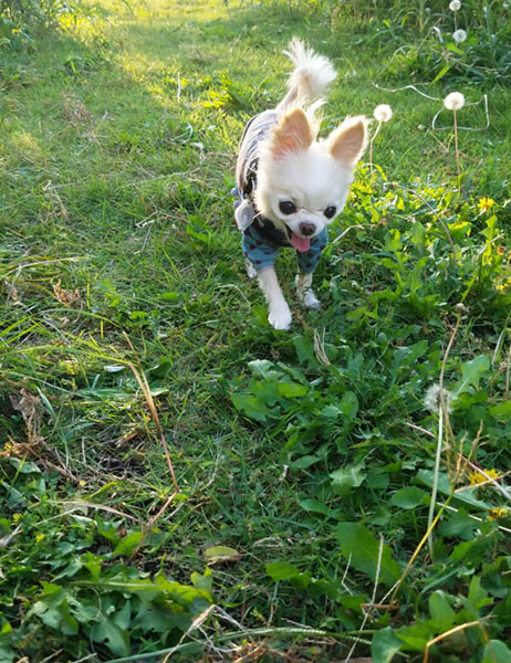 Kazuko Ogawa �S�X���� �S�V�b�N �����[�^ �f�U�C�i�[