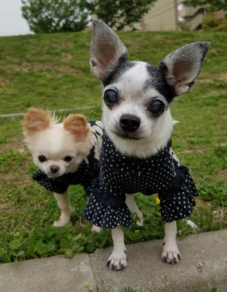 Kazuko Ogawa �S�X���� �S�V�b�N �����[�^ �f�U�C�i�[