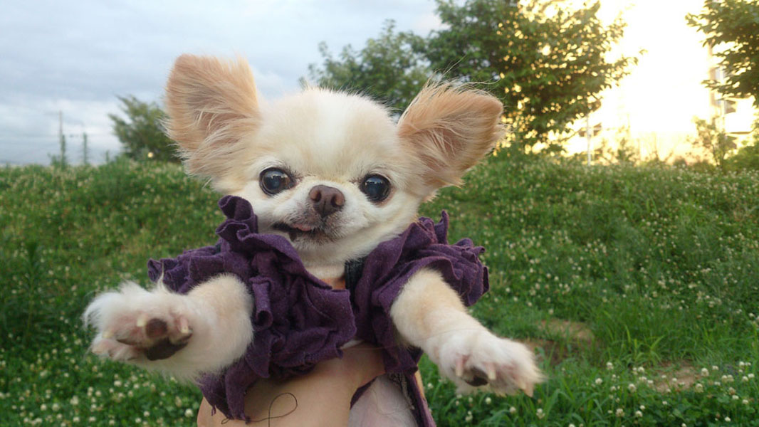 Kazuko Ogawa �S�X���� �S�V�b�N �����[�^ �f�U�C�i�[