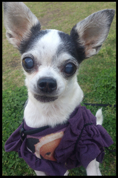 Kazuko Ogawa �S�X���� �S�V�b�N �����[�^ �f�U�C�i�[