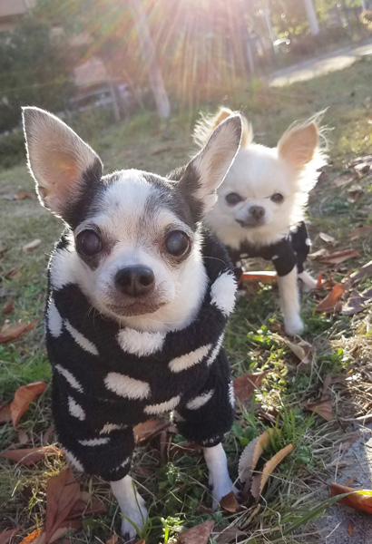 Kazuko Ogawa �S�X���� �S�V�b�N �����[�^ �f�U�C�i�[