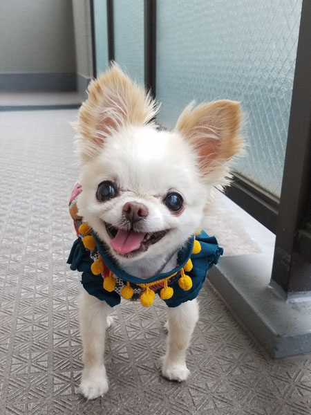 Kazuko Ogawa �S�X���� �S�V�b�N �����[�^ �f�U�C�i�[