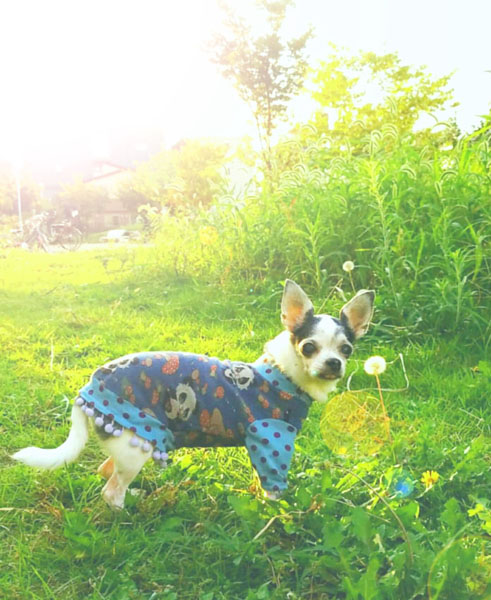 Kazuko Ogawa �S�X���� �S�V�b�N �����[�^ �f�U�C�i�[