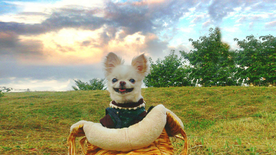 Kazuko Ogawa �S�X���� �S�V�b�N �����[�^ �f�U�C�i�[