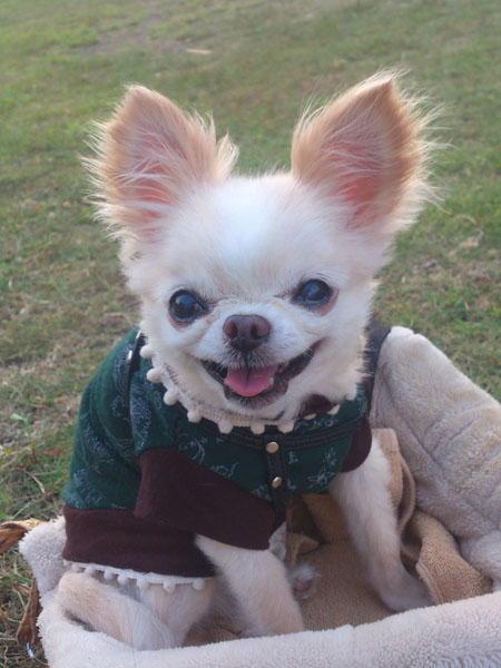 Kazuko Ogawa �S�X���� �S�V�b�N �����[�^ �f�U�C�i�[