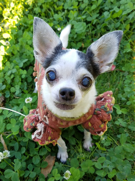 Kazuko Ogawa �S�X���� �S�V�b�N �����[�^ �f�U�C�i�[