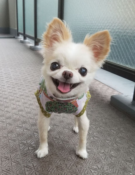 Kazuko Ogawa �S�X���� �S�V�b�N �����[�^ �f�U�C�i�[