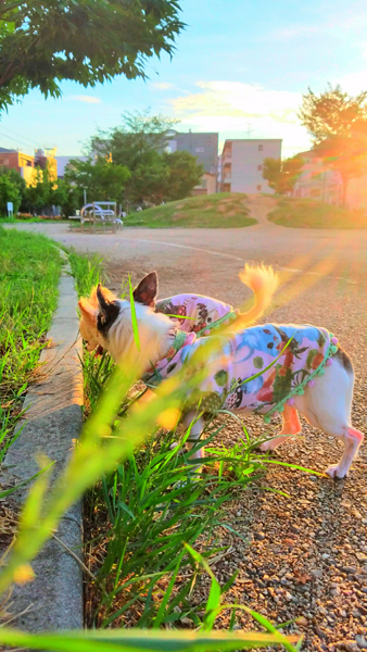 Kazuko Ogawa �S�X���� �S�V�b�N �����[�^ �f�U�C�i�[