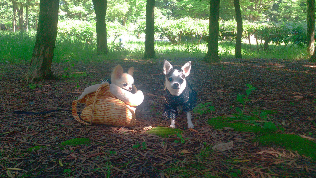 Kazuko Ogawa �S�X���� �S�V�b�N �����[�^ �f�U�C�i�[