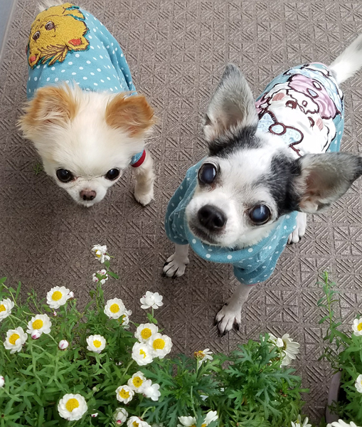 Kazuko Ogawa �S�X���� �S�V�b�N �����[�^ �f�U�C�i�[