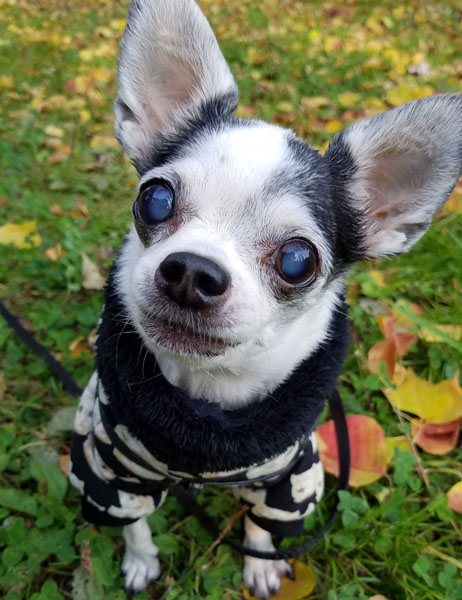 Kazuko Ogawa �S�X���� �S�V�b�N �����[�^ �f�U�C�i�[