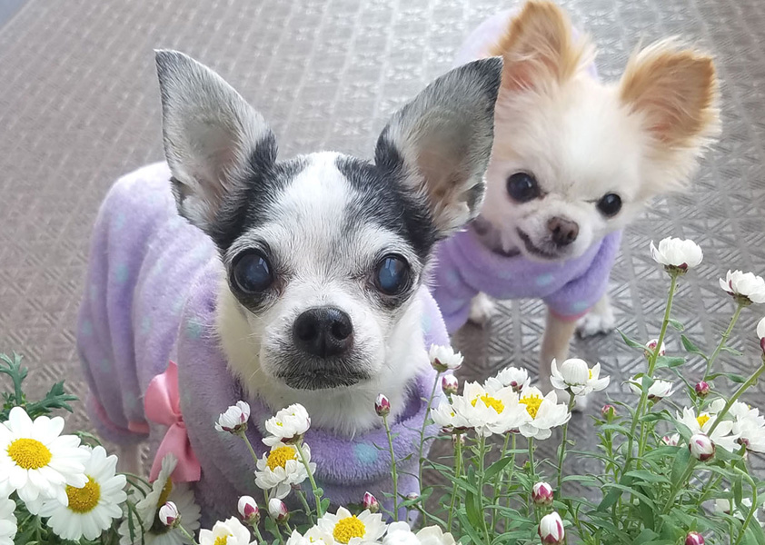 Kazuko Ogawa �S�X���� �S�V�b�N �����[�^ �f�U�C�i�[