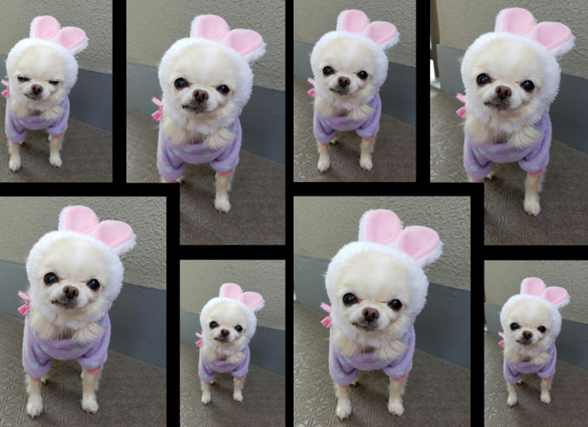 Kazuko Ogawa �S�X���� �S�V�b�N �����[�^ �f�U�C�i�[