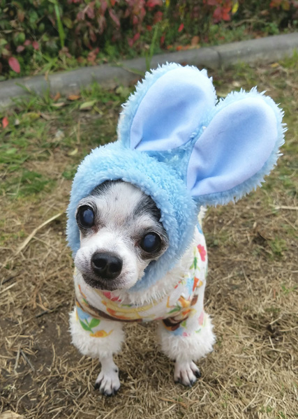 Kazuko Ogawa �S�X���� �S�V�b�N �����[�^ �f�U�C�i�[