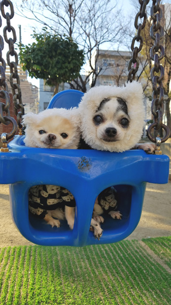 Kazuko Ogawa �S�X���� �S�V�b�N �����[�^ �f�U�C�i�[