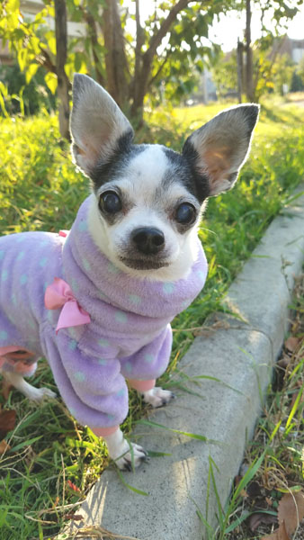 Kazuko Ogawa �S�X���� �S�V�b�N �����[�^ �f�U�C�i�[