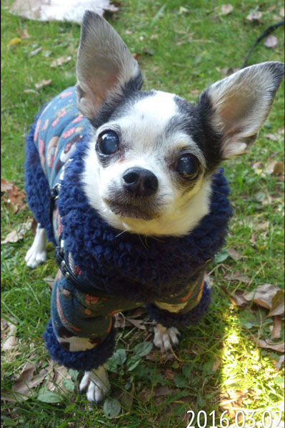 Kazuko Ogawa �S�X���� �S�V�b�N �����[�^ �f�U�C�i�[