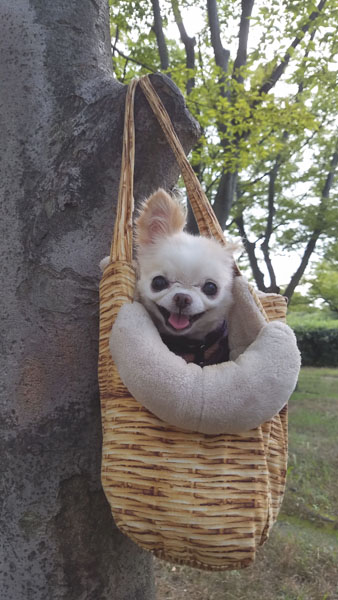 Kazuko Ogawa �S�X���� �S�V�b�N �����[�^ �f�U�C�i�[