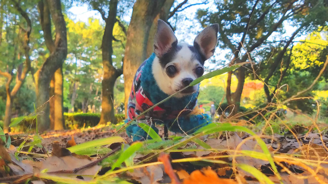 Kazuko Ogawa �S�X���� �S�V�b�N �����[�^ �f�U�C�i�[