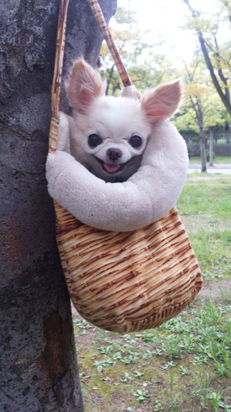 Kazuko Ogawa �S�X���� �S�V�b�N �����[�^ �f�U�C�i�[