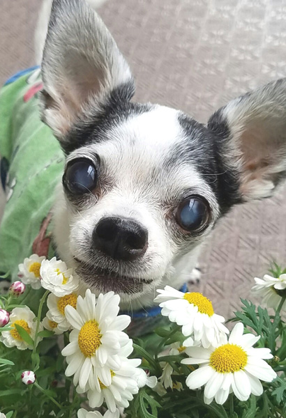 Kazuko Ogawa �S�X���� �S�V�b�N �����[�^ �f�U�C�i�[