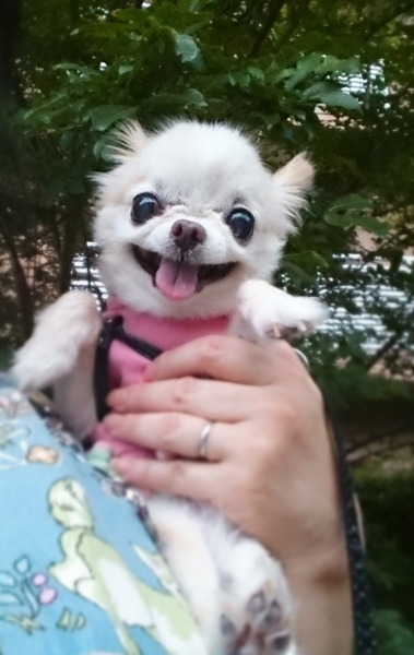 Kazuko Ogawa �S�X���� �S�V�b�N �����[�^ �f�U�C�i�[