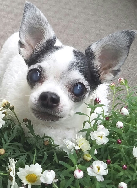 Kazuko Ogawa �S�X���� �S�V�b�N �����[�^ �f�U�C�i�[