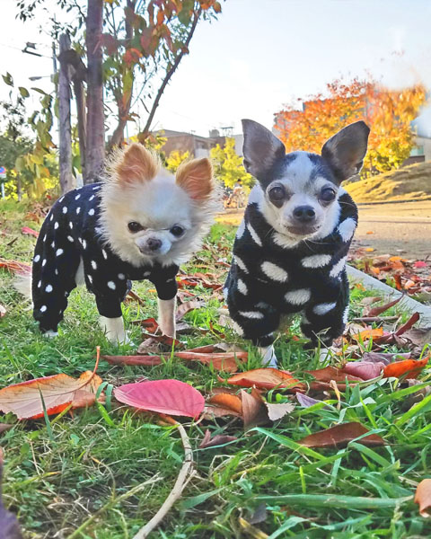 Kazuko Ogawa �S�X���� �S�V�b�N �����[�^ �f�U�C�i�[