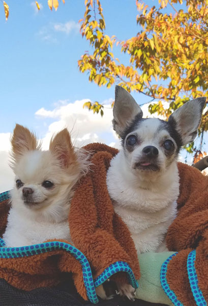 Kazuko Ogawa �S�X���� �S�V�b�N �����[�^ �f�U�C�i�[