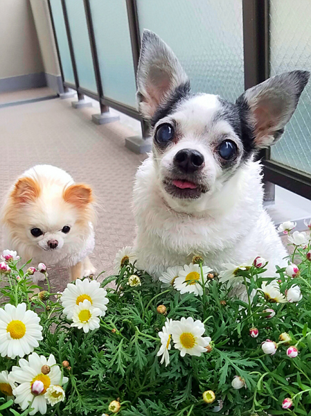 Kazuko Ogawa �S�X���� �S�V�b�N �����[�^ �f�U�C�i�[