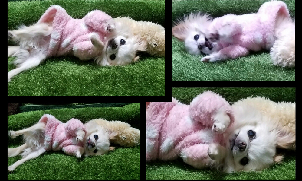 Kazuko Ogawa �S�X���� �S�V�b�N �����[�^ �f�U�C�i�[