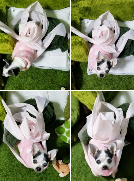 Kazuko Ogawa �S�X���� �S�V�b�N �����[�^ �f�U�C�i�[